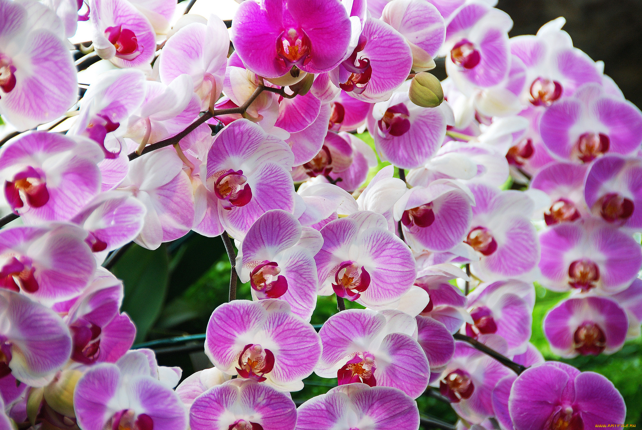 Орхидея живая цветок. Фаленопсис Santa Rosa. Орхидея Эсми. Фаленопсис Менкар. Фаленопсис Толедо.